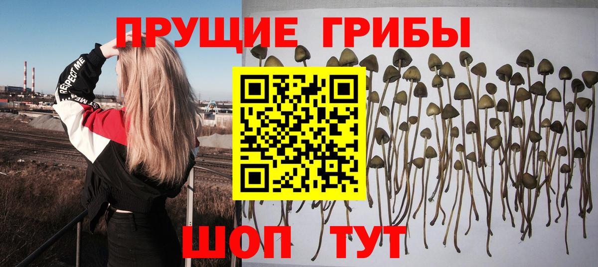 Псилоцибиновые грибы Psilocybe Шали
